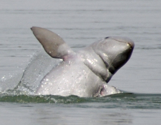 Illustration for article titled In the 1800s, Courts Tried to Enforce Partnerships With Dolphins